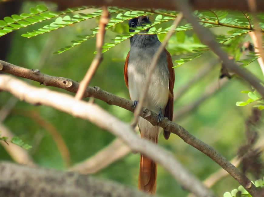 paradise flycatcher